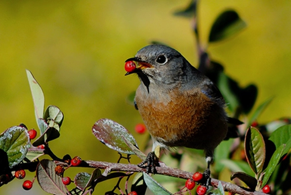 Birdwatching in Pench